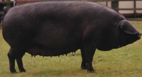 cornish-black-pig