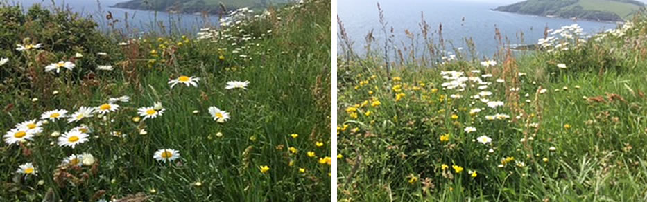 Coastal View of Flowers